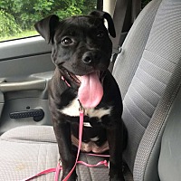 Cane Corso Puppies For Sale In Alabama Adoptapetcom