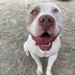 Santa Barbara County Animal Services Santa Maria In Santa Maria California
