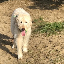 Thumbnail photo of Henry the Doodle #2