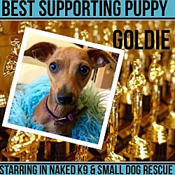 Thumbnail photo of Goldie in Arizona #3