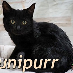 Photo of Junipurr