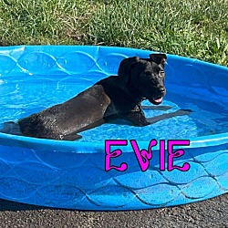 Thumbnail photo of Evie #2