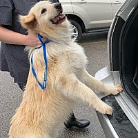 adopt a pet