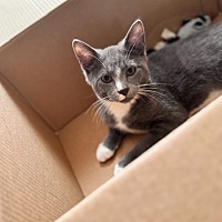 adopt a pet