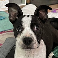 adopt a pet