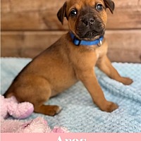 adopt a pet
