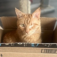 adopt a pet