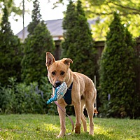 adopt-pet