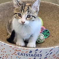 adopt a pet