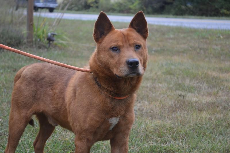 Waynesboro, VA - Akita. Meet Redford a 