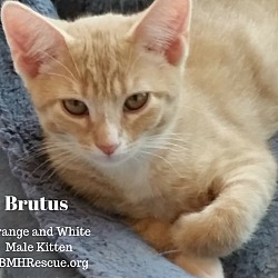 Thumbnail photo of Brutus #1