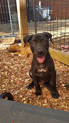 Pensacola Fl Labrador Retriever Meet Rip A Pet For Adoption