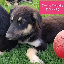 Photo of Traci ❤ ADOPTED!