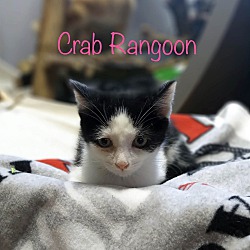 Photo of Crab Rangoon