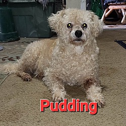 Photo of Pudding