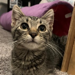 Photo of Toffee SB*