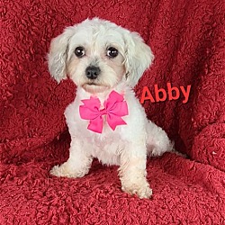 Photo of Abby (Pending Adoption)