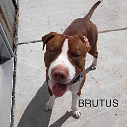 Photo of Brutis
