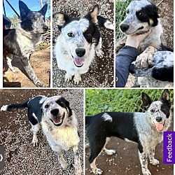 Thumbnail photo of Blue Heeler pups #3