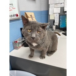 Thumbnail photo of Turbo *FIV + *Adoption fee sponsored* #2