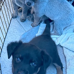 Thumbnail photo of HEELER PUPPIES #2