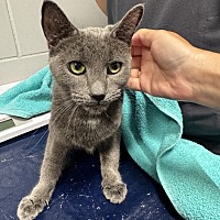 adopt a pet