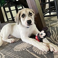 adopt a pet