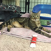 adopt-pet