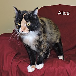 Thumbnail photo of Alice #4