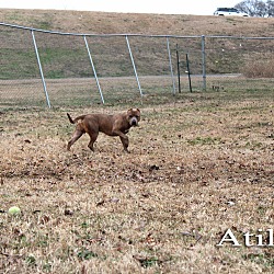 Thumbnail photo of Atilla #2