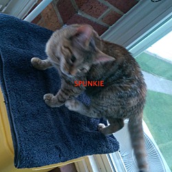 Photo of SPUNKIE-adopted  St. 6-01-19