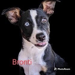 Photo of Bronti