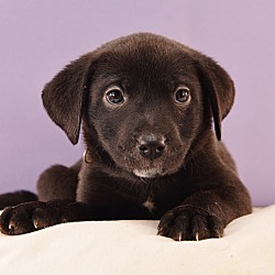 Thumbnail photo of Sally Sunshine's Pup - Sasha #3