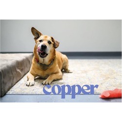 Photo of COPPER