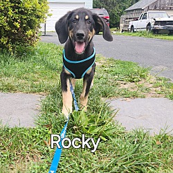 Photo of Rocky