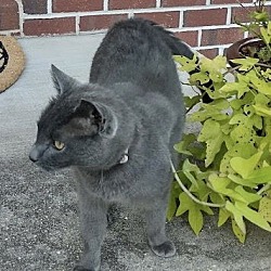 Thumbnail photo of Gray Kitty **COURTESY POST** #3