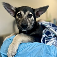 adopt a pet