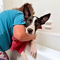 adopt a pet