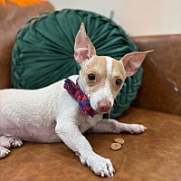 adopt a pet