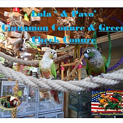 Thumbnail photo of Lola & Pavo-Green Cheek Conure #1