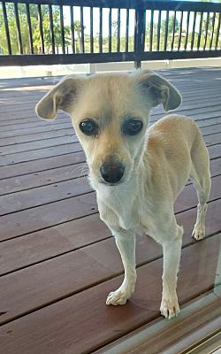 Agoura Hilla, CA - Chihuahua. Meet Claire a Pet for Adoption ...