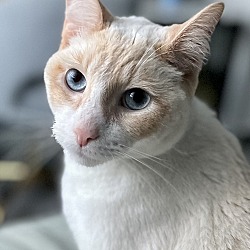 Photo of Benji (was Ramone)