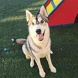 Thumbnail photo of Tate- $75 Adoption Fee! Diamond Dog! #2