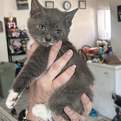 Thumbnail photo of Polydactyl Kittens #2