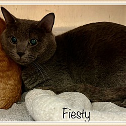 Thumbnail photo of FIESTY (see also Pumpkin) #2