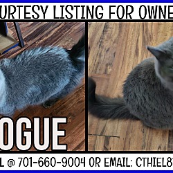 Photo of Rogue - COURTESY LISTING