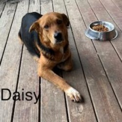 Thumbnail photo of Daisy #1