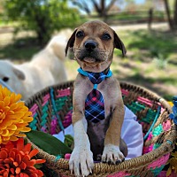 adopt a pet