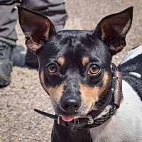 adopt a pet