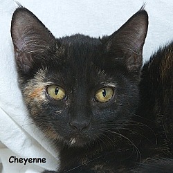 Thumbnail photo of Cheyenne M #1